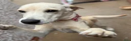Labrador Retriever dogs for sale: Honey 7-Month-Old Golden Labrador Puppy - Advert 3