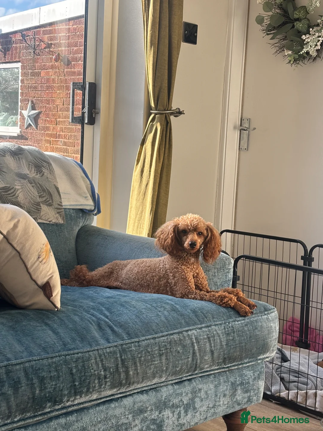 Toy Poodle dogs for sale: Beautiful Litter of Toy Poodle Pups  - Advert 2