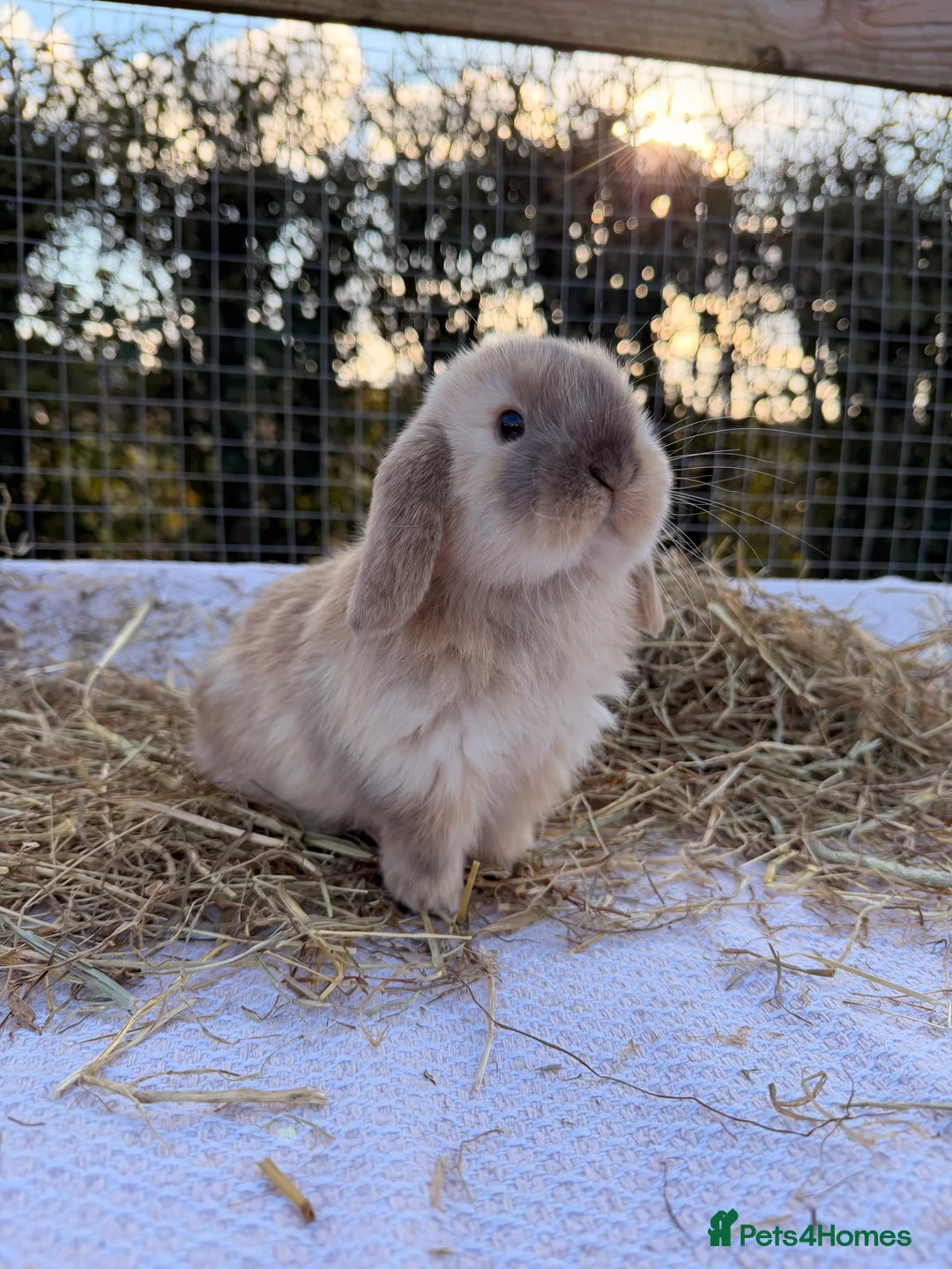 Mini Lop rabbits for sale: Gorgeous mini Lop babies  - Advert 21