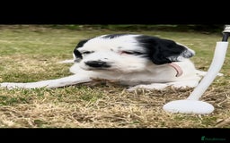 Mixed Breed dogs for sale: Spaniel/collie pup for sale - Image 3