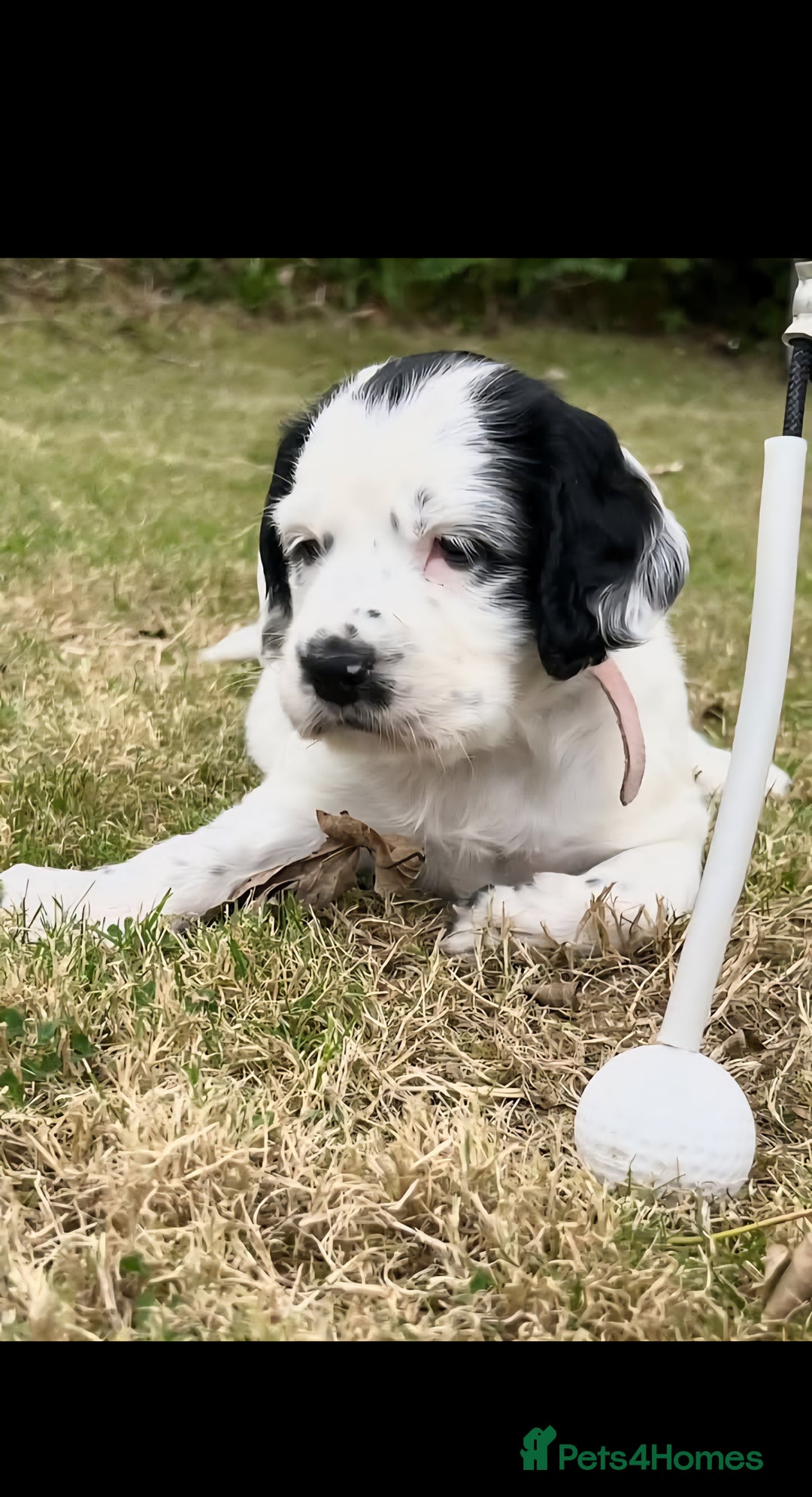 Mixed Breed dogs for sale: Spaniel/collie pup for sale - Image 3