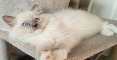 Ragdoll cats - Advert 1