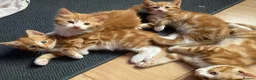 Mixed Breed cats for sale: Lovely kittens for sale  - Advert 8