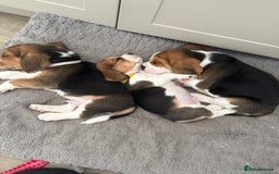 Beagle dogs for sale: Beagle Puppy 3 “white” - Beagles - 5 generation show line pedigree - Image 7