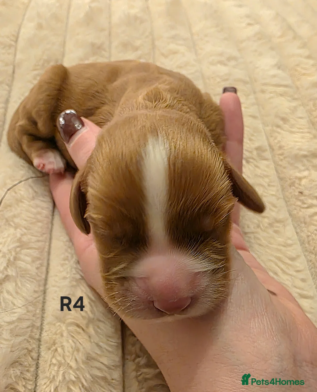 Cocker Spaniel dogs for sale: Cocker spaniel pups ready NEXT WEEK - Advert 30