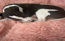 Whippet dogs for sale: KC Registered Whippet Puppies - Image 19