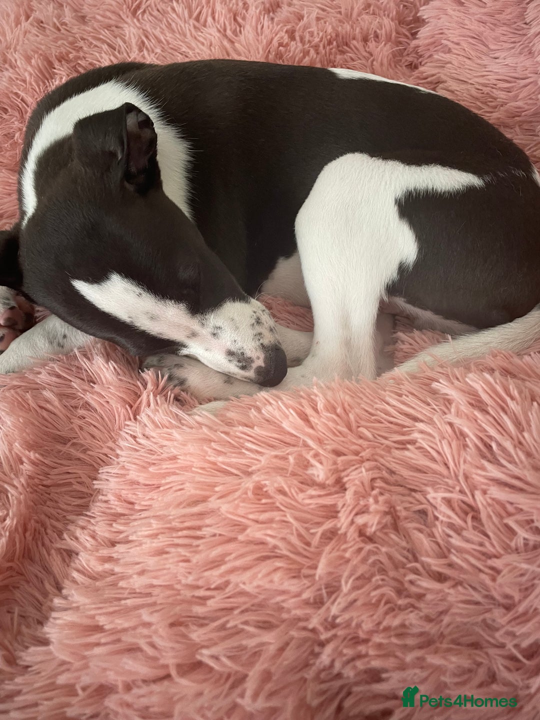 Whippet dogs for sale: KC Registered Whippet Puppies - Image 19