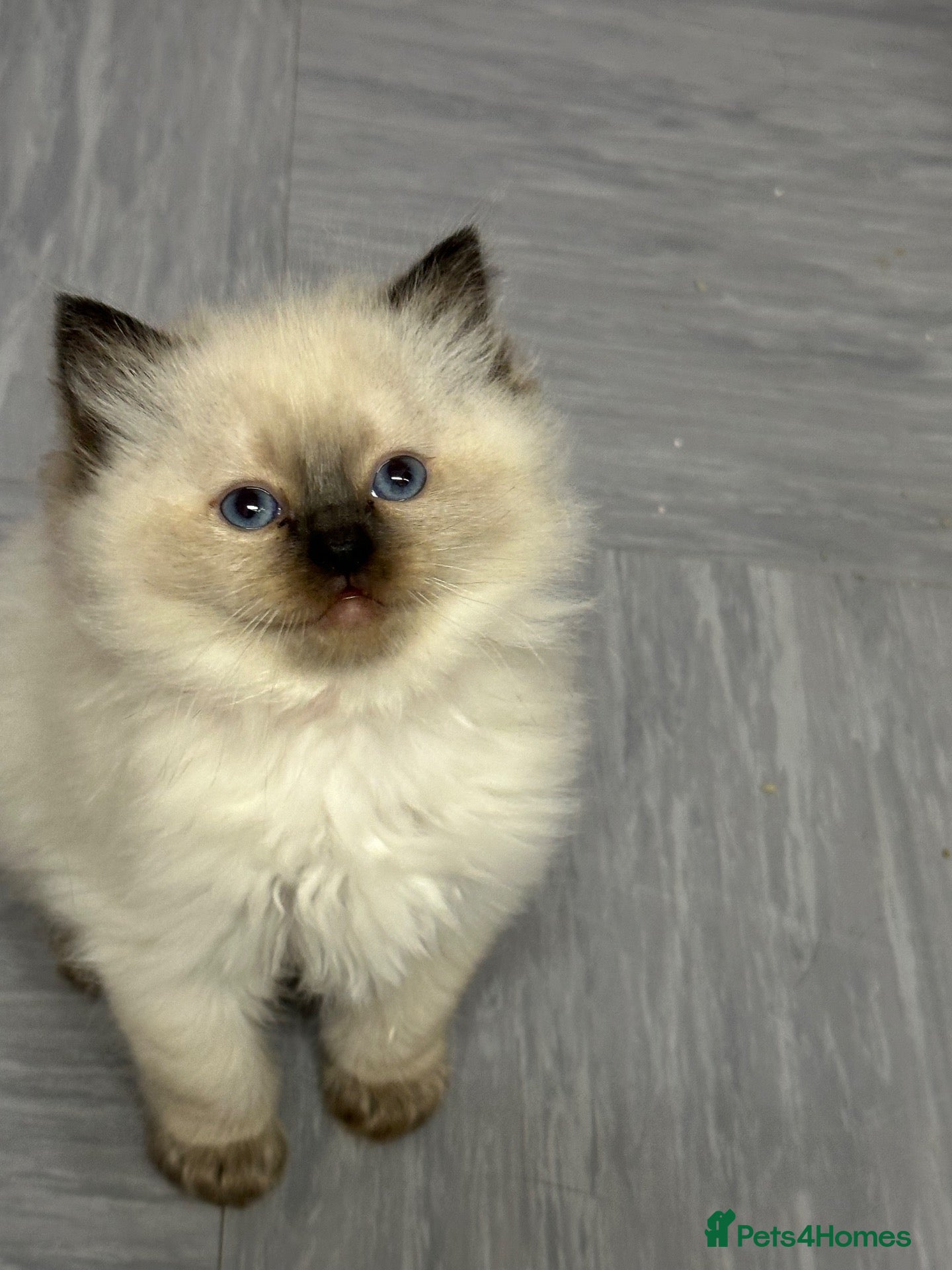 Ragdoll cats for sale: Pure Ragdolls/OPEN TO OFFERS - Advert 2