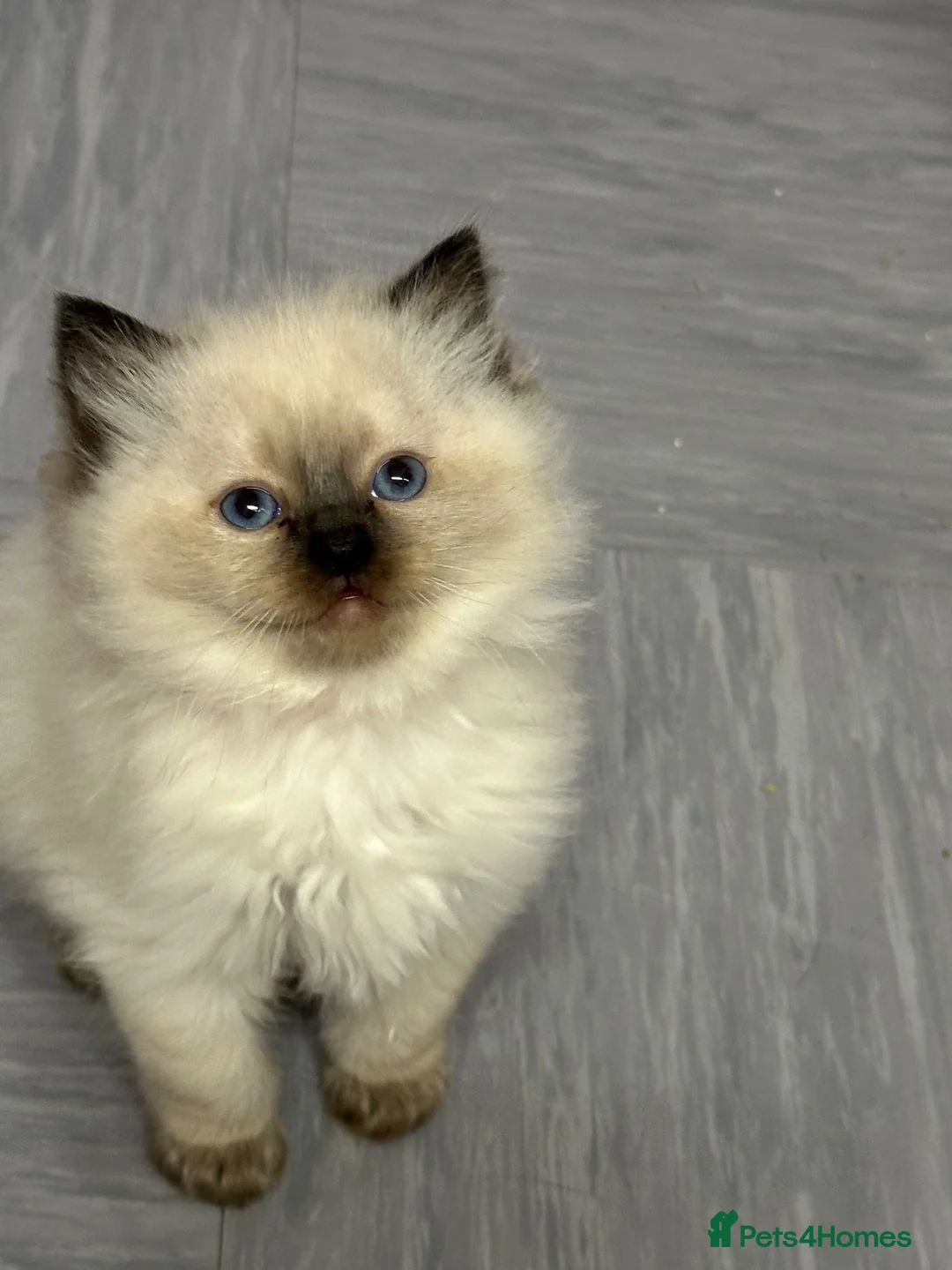 Ragdoll cats for sale: Pure Ragdolls/OPEN TO OFFERS - Advert 2