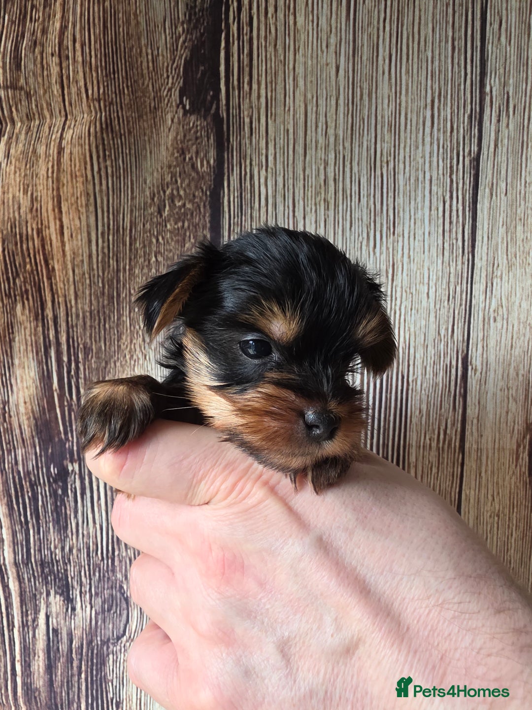 Yorkshire Terrier dogs for sale: KC Registered Yorkshire Terrier puppies! - Advert 4
