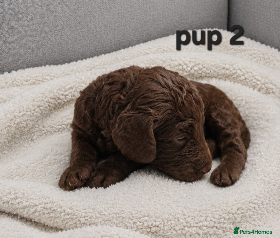 Cockapoo dogs for sale: Rare cockapoo pups with mix blue eyes colour  in Wolverhampton - Advert 5