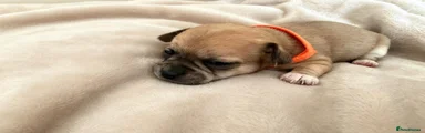 Chihuahua 2 orange collar 