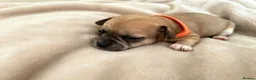 Chihuahua dogs for sale: Beautiful Chihuahua Pups - Advert 6