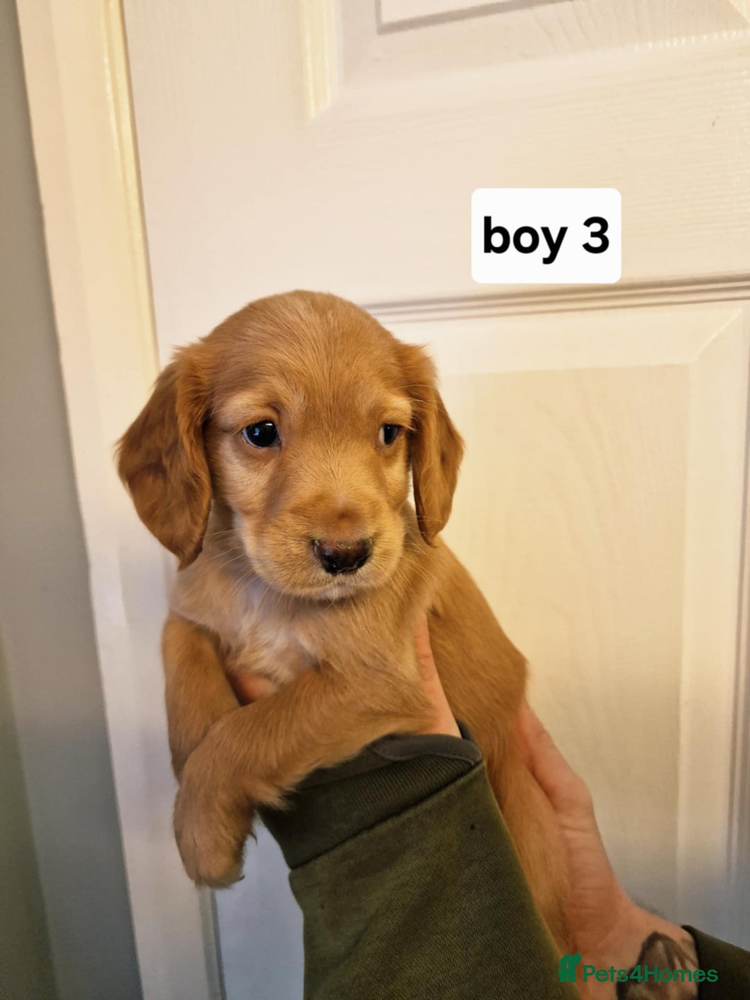 Cocker Spaniel dogs for sale: Excellent pedigree cocker spaniels  - Advert 16