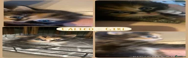Calico - girl 