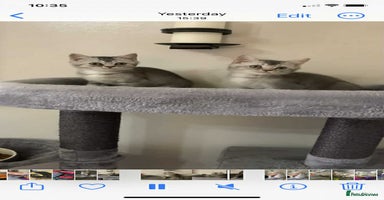 British Shorthair cats - Advert 12