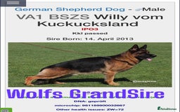 German Shepherd dogs for stud: KC Registered German Shepherd Stud in Stafford - Image 20
