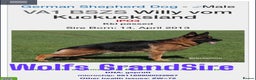 German Shepherd dogs for stud: KC Registered German Shepherd Stud in Stafford - Advert 20