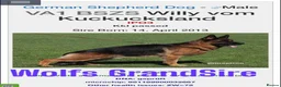 German Shepherd dogs for stud: KC Registered German Shepherd Stud in Stafford - Advert 20