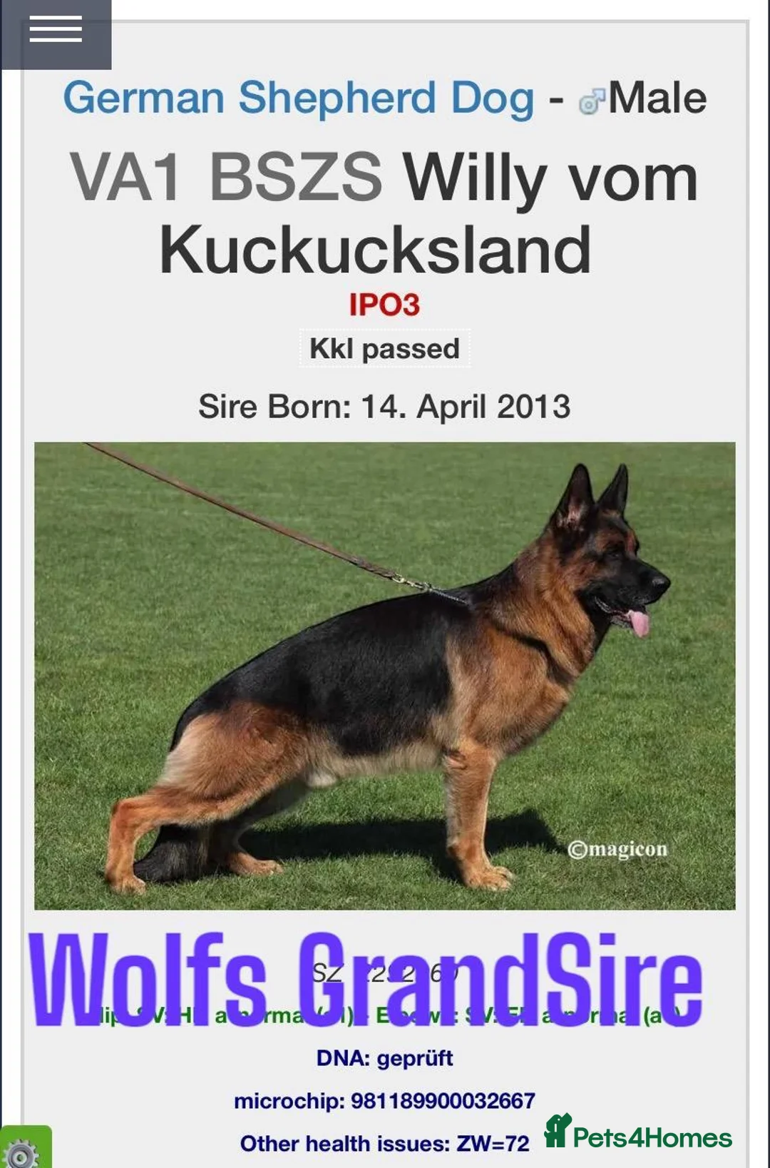 German Shepherd dogs for stud: KC Registered German Shepherd Stud in Stafford - Advert 20