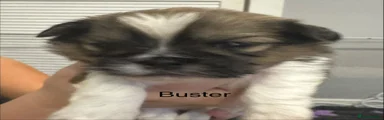 Shih Tzu 5