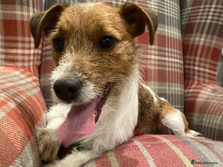 Jack Russell dogs Branston in Pickering - Advert 5