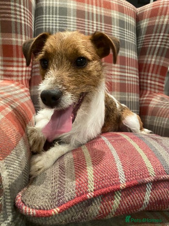 Jack Russell dogs in Pickering - Advert 1
