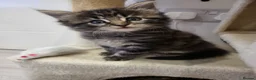 Siberian cats for sale: Adorable Kittens Looking for Loving Homes! 🐾 - Advert 12
