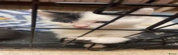 Mixed Breed cats for sale: Male  - Advert 3