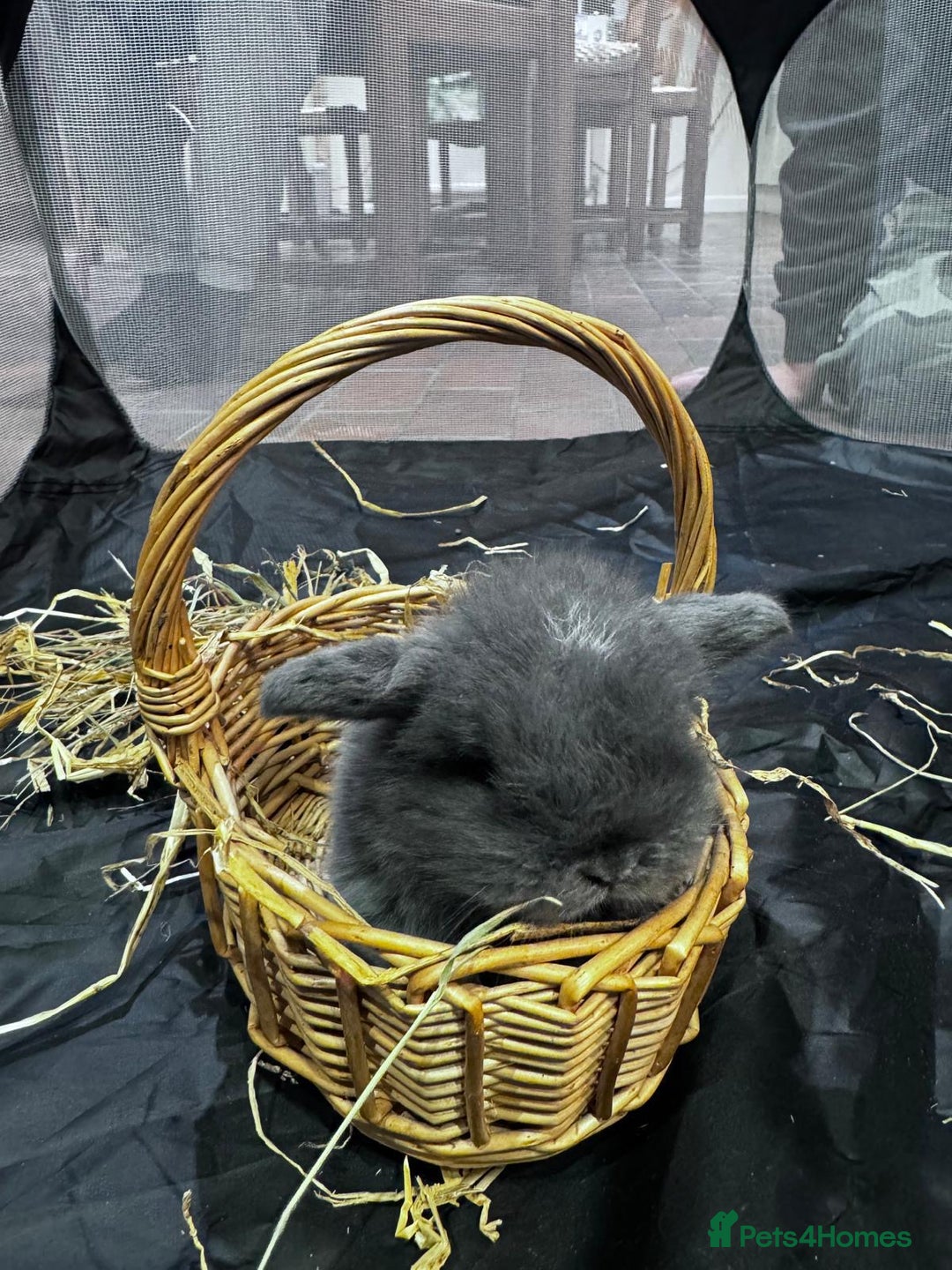 Mini Lop rabbits for sale: 8 beautiful lops  - Image 2