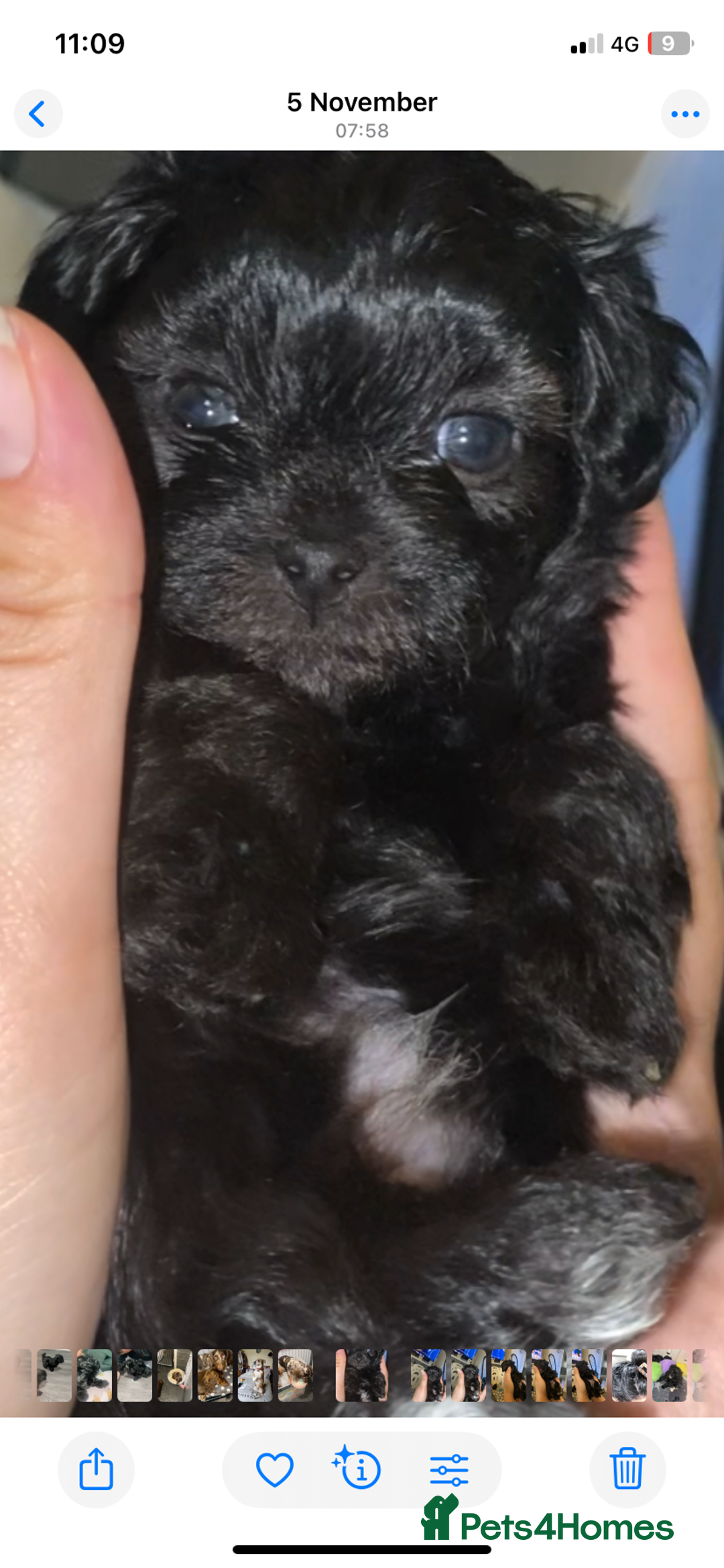 Maltipoo dogs for sale: Rare micro toy teddyface Korean/Asian maltipoos😍 - Advert 31