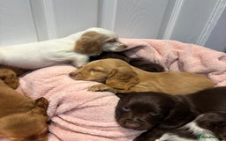 Cocker Spaniel dogs for sale: Cocker spaniel puppies  - Image 6