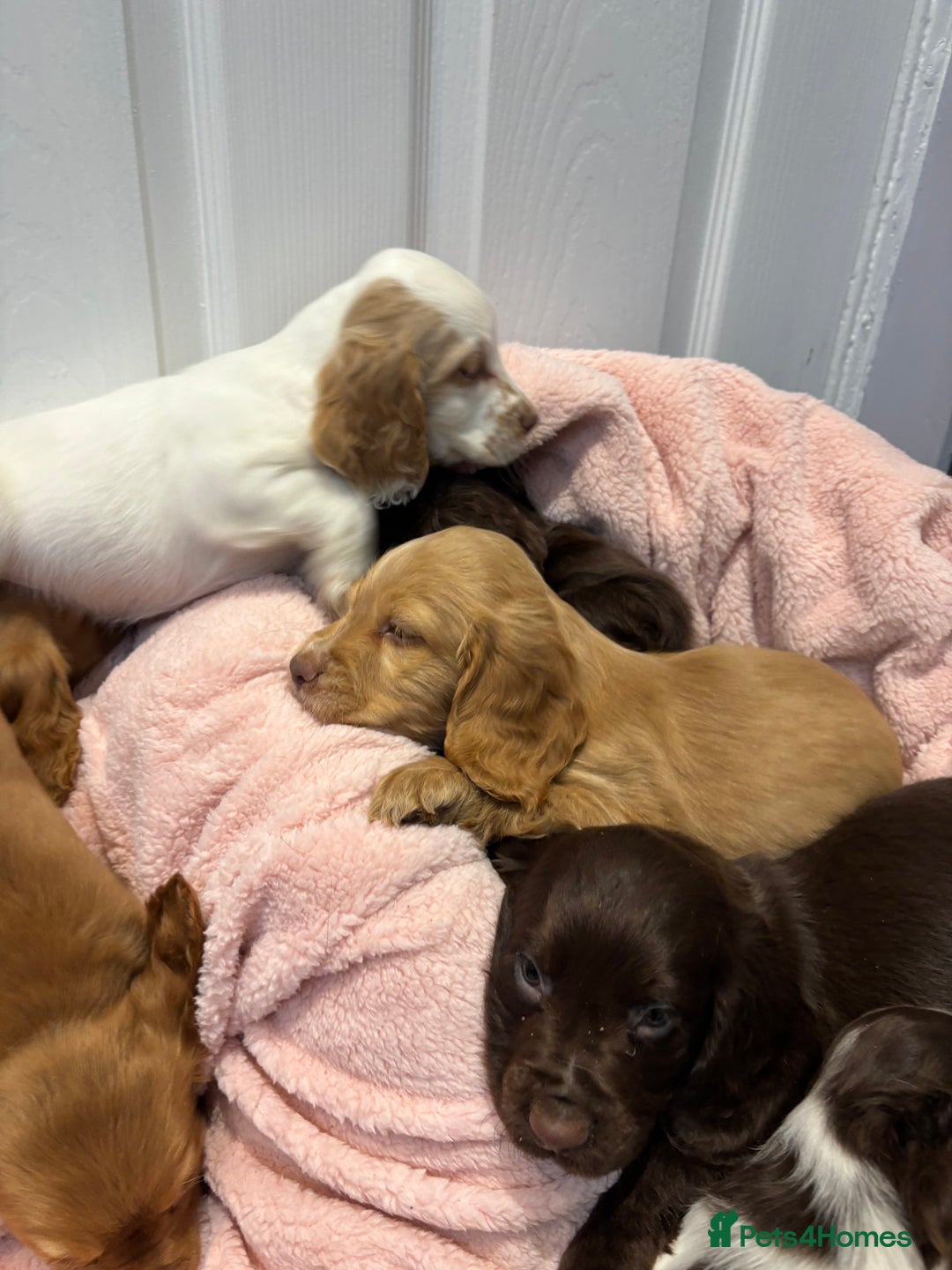 Cocker Spaniel dogs for sale: Cocker spaniel puppies  - Image 6