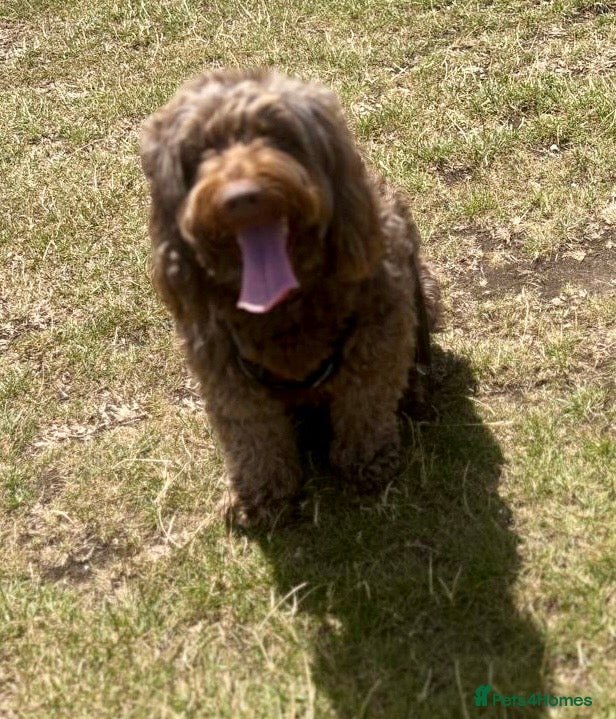 Cockapoo dogs Rolo is looking for his new home!  - Advert 7
