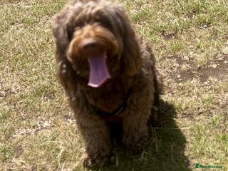 Cockapoo dogs Rolo is looking for his new home! - Advert 7