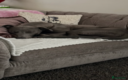 Mixed Breed dogs for sale: Handsome grey Lurcher 9 month old   - Image 11