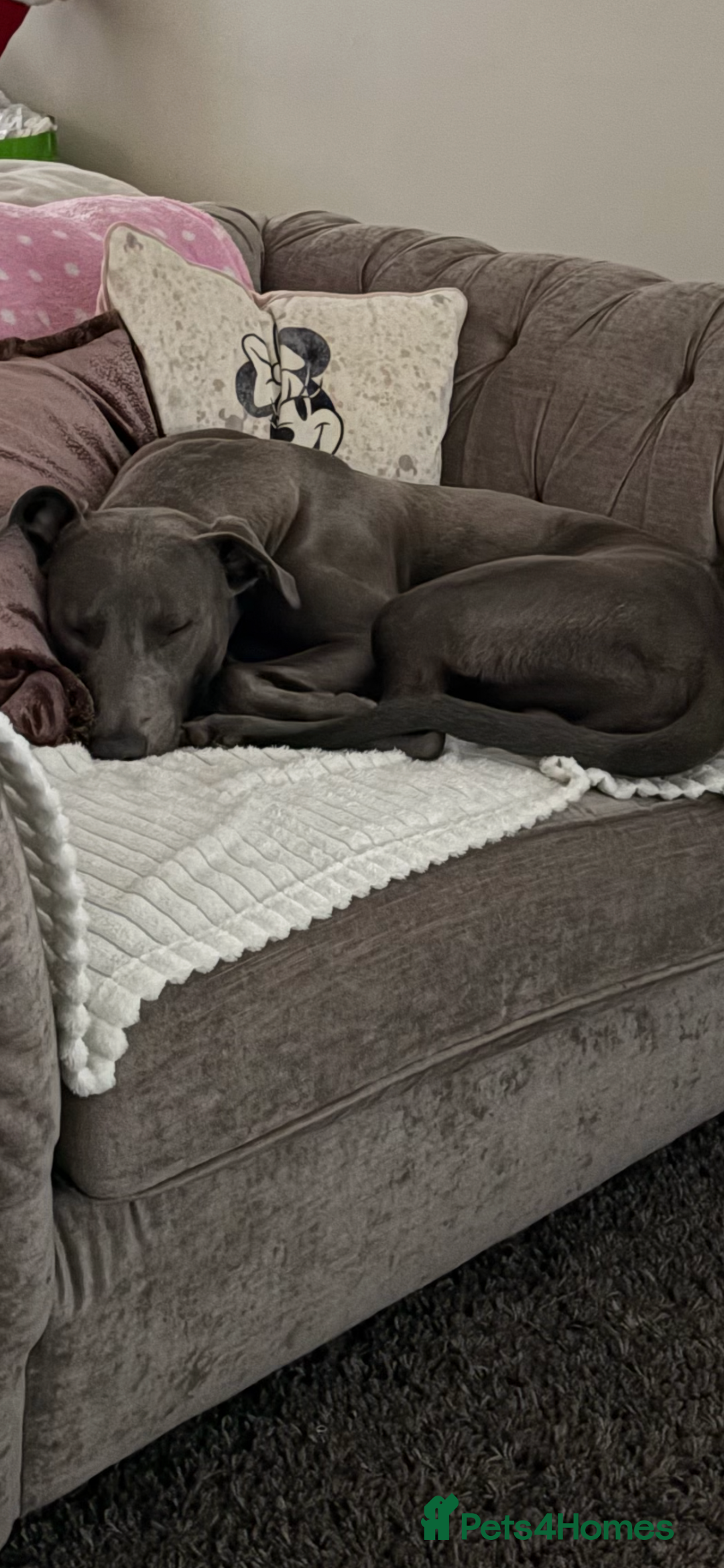 Mixed Breed dogs for sale: Handsome grey Lurcher 9 month old   - Image 11