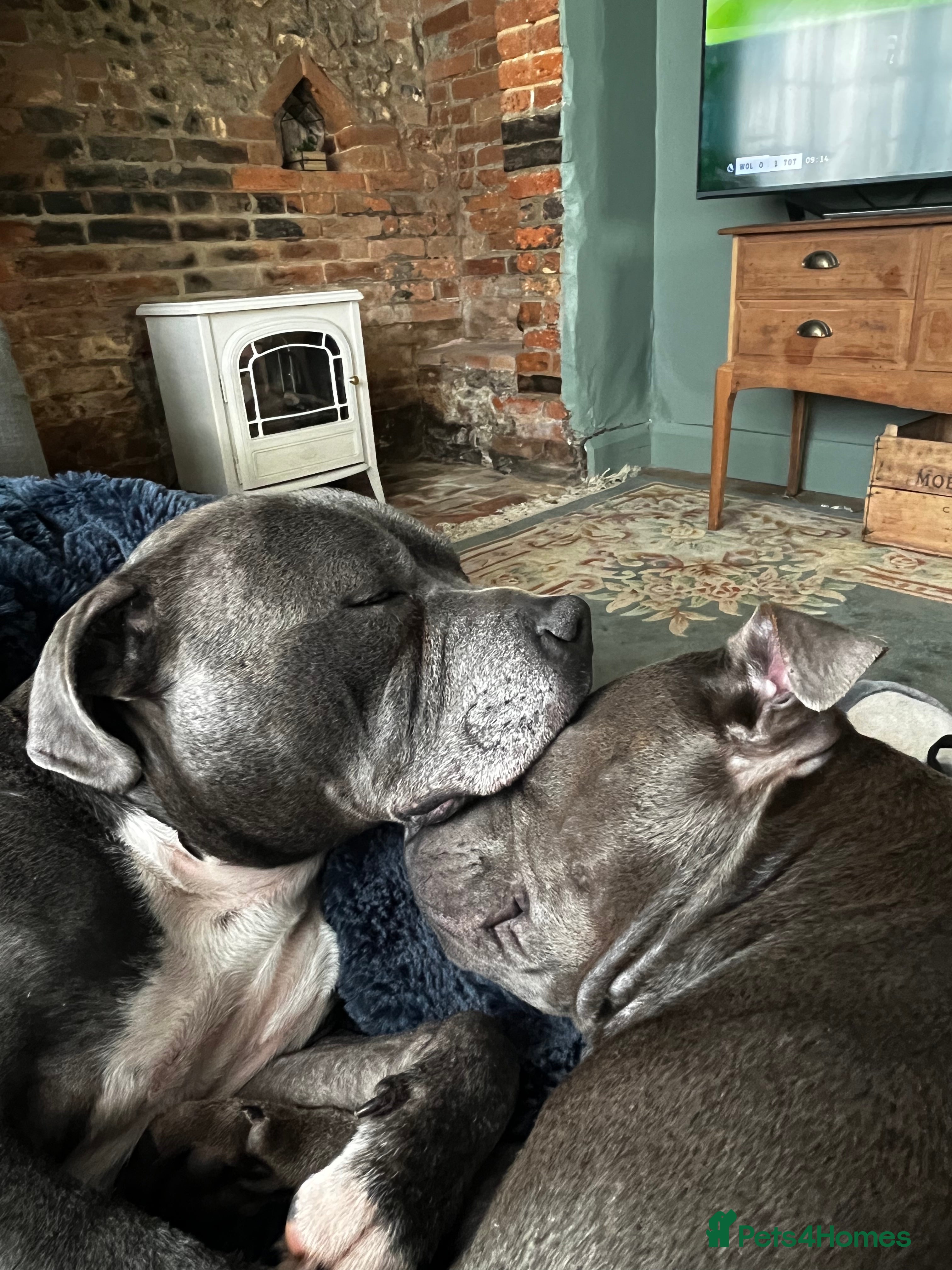 Staffordshire Bull Terrier dogs Beautiful Blue KC Registered Staffy Pups for sale - Advert 9