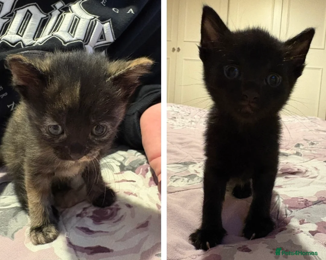 Mixed Breed cats for sale: Last Two Small Babies - Advert 8