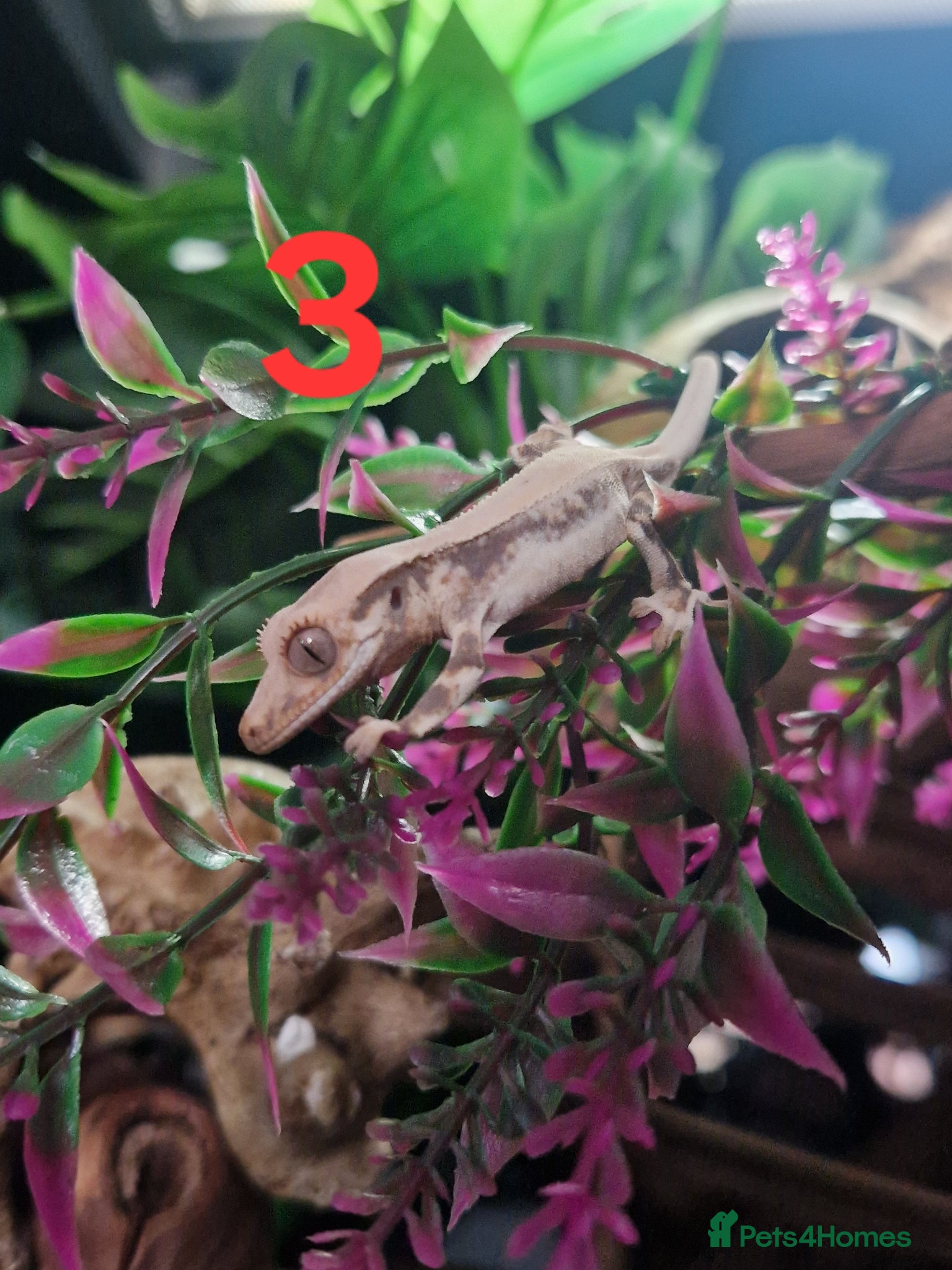 Gecko reptiles Baby crested geckos - Advert 2