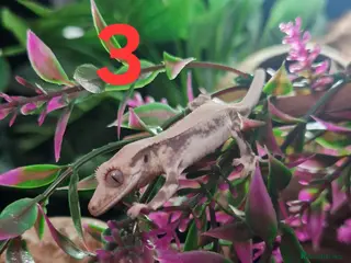 Gecko reptiles Baby crested geckos - Advert 2