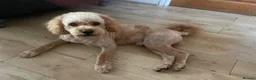 Cockapoo dogs for stud: Monty  in Liverpool - Advert 6