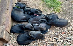Springador dogs for sale: 7 week old springador puppies male and female  - Image 3
