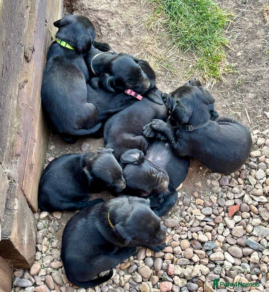 Springador dogs for sale: 7 week old springador puppies male and female  - Image 3