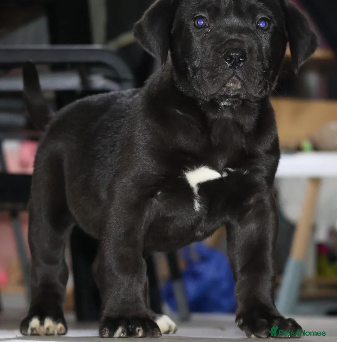 Presa Canario dogs for sale: Presa Canario puppies - Advert 11