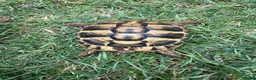Hermann Tortoise reptiles for sale: 3 year old Hermann’s Tortoises in Birmingham - Advert 3