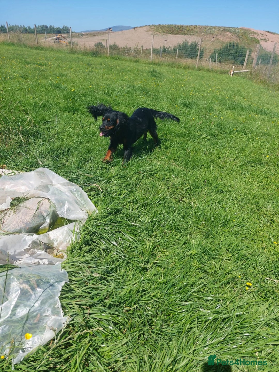 Mixed Breed dogs for sale: Cockerspaniel for sale - Advert 5