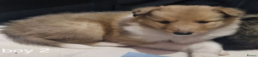 Mixed Breed Puppy 2