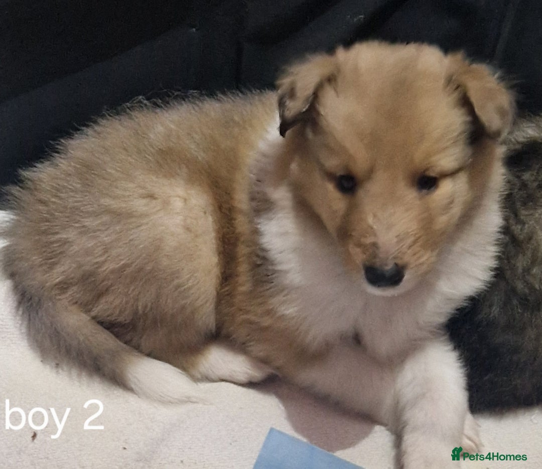 Mixed Breed dogs for sale: Beautiful three quarter Rough collie puppies  - Image 2