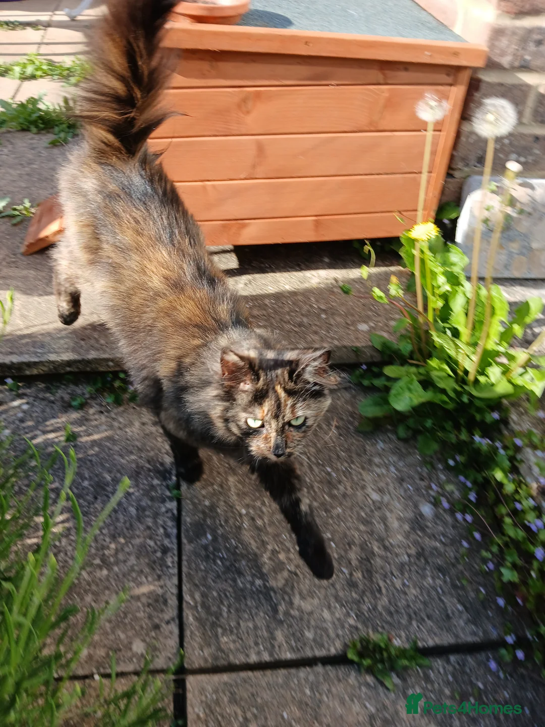 Mixed Breed cats for sale: Sister cats for sale - Advert 8